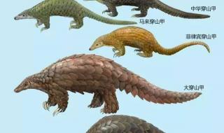 中华穿山甲 中华穿山甲